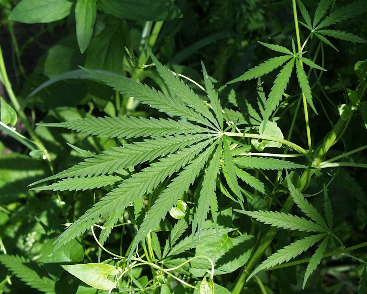 Marijuana legalization initiative will be on Nov. ballot, Florida Supreme Court rules